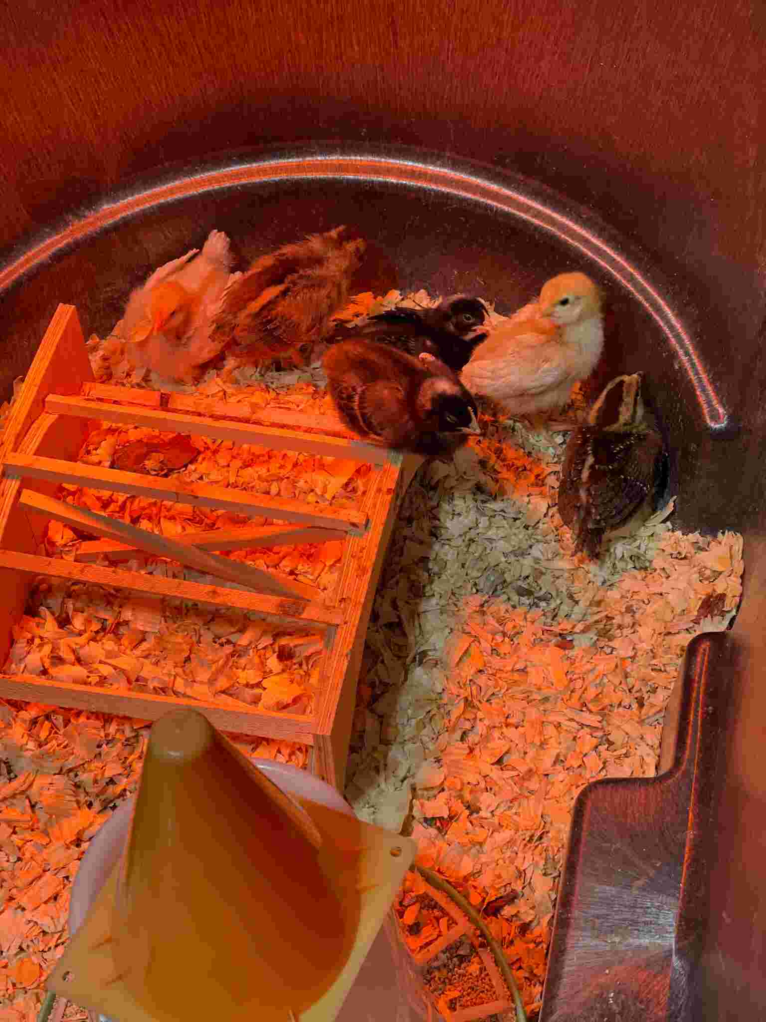 Chicks