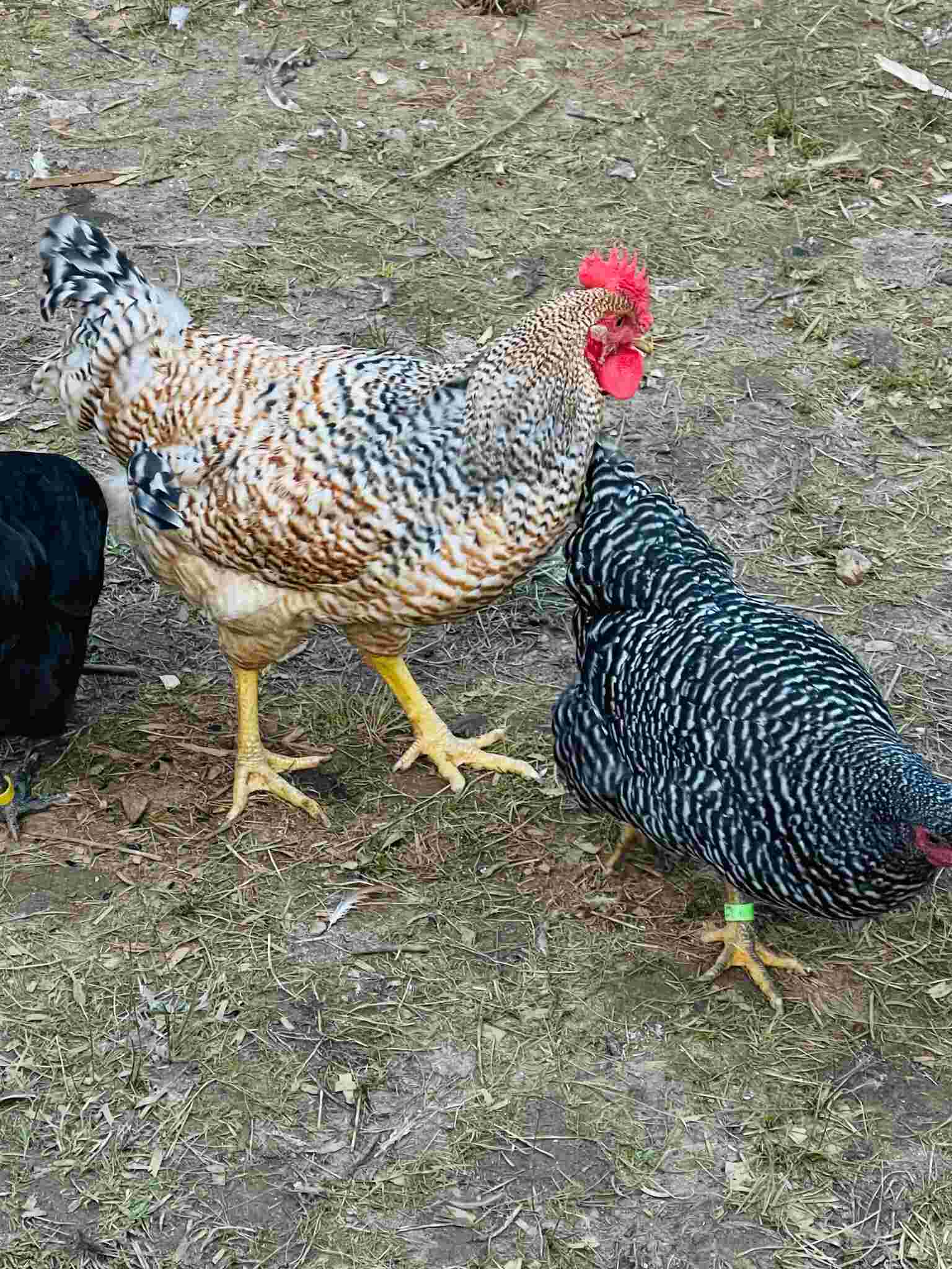 Chickens
