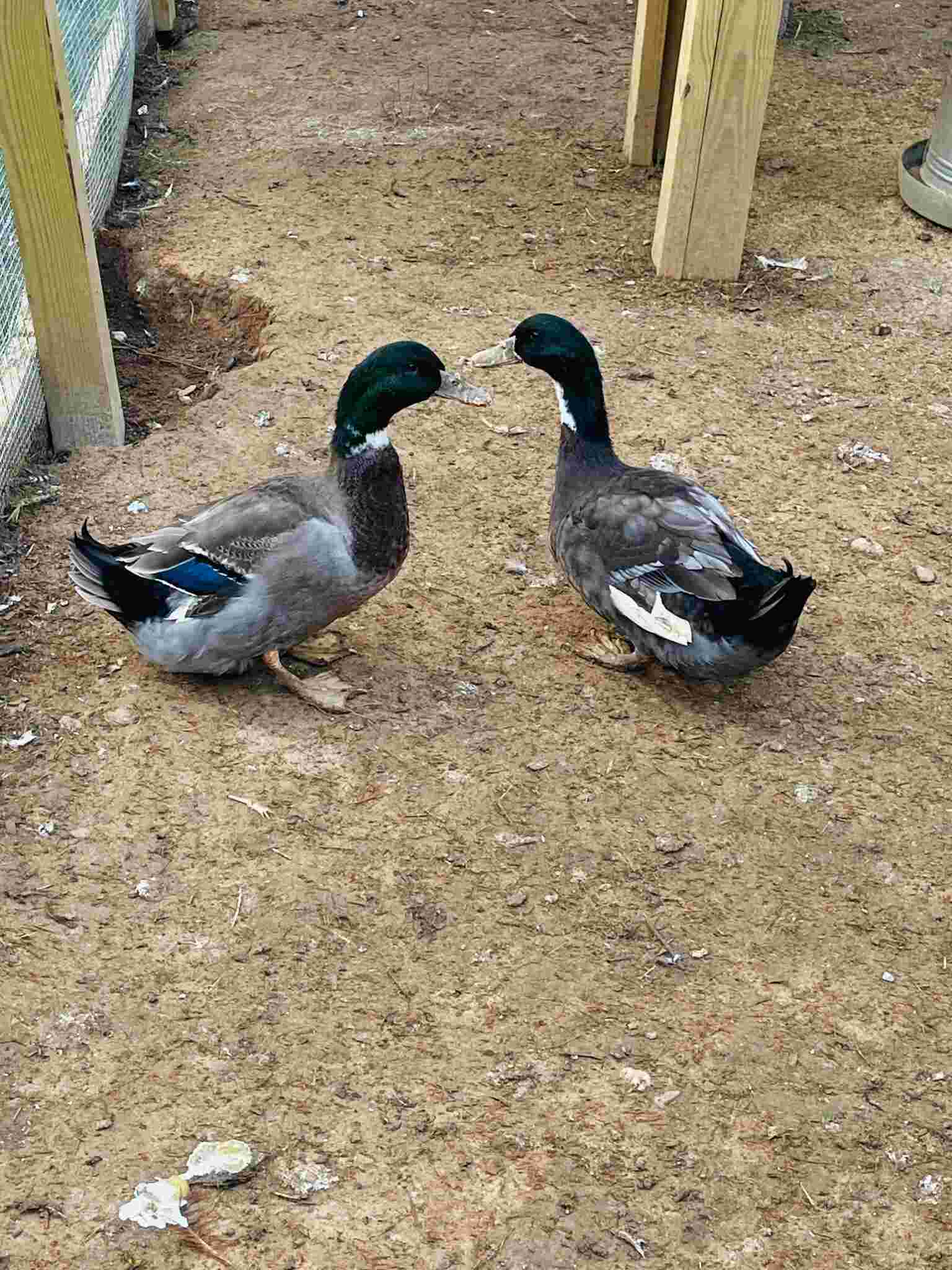 Ducks