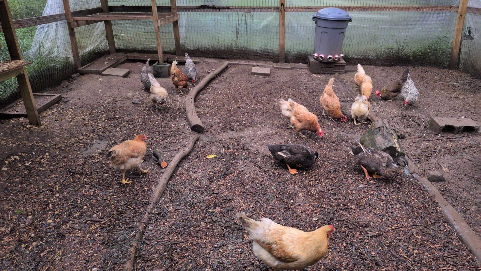 Chicks in run