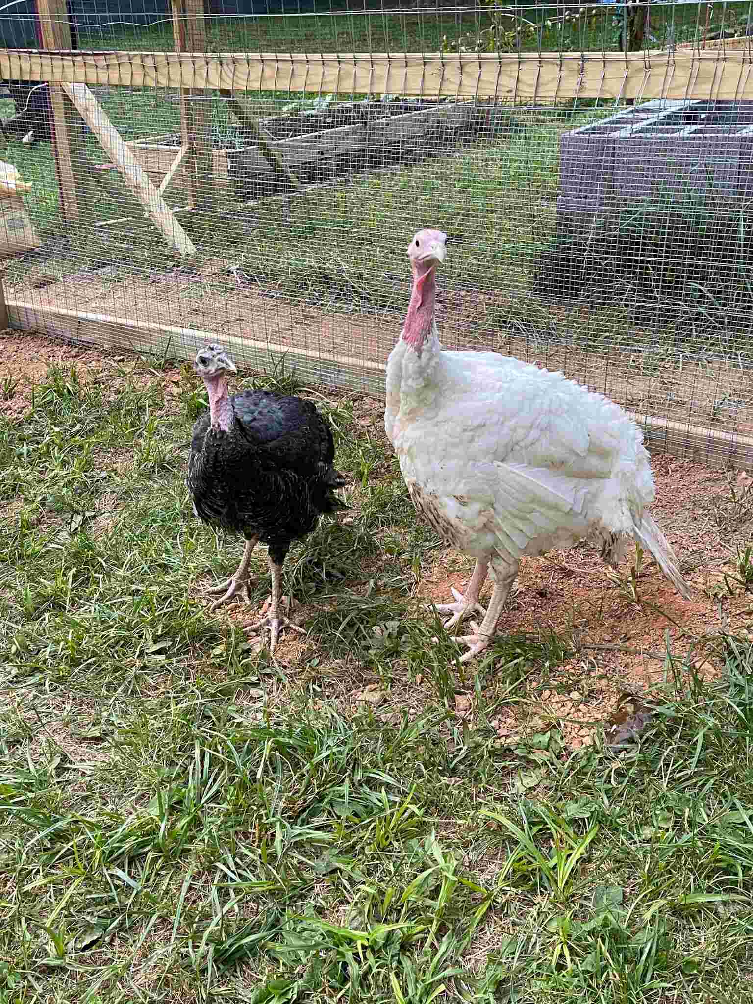 Turkeys on patrol