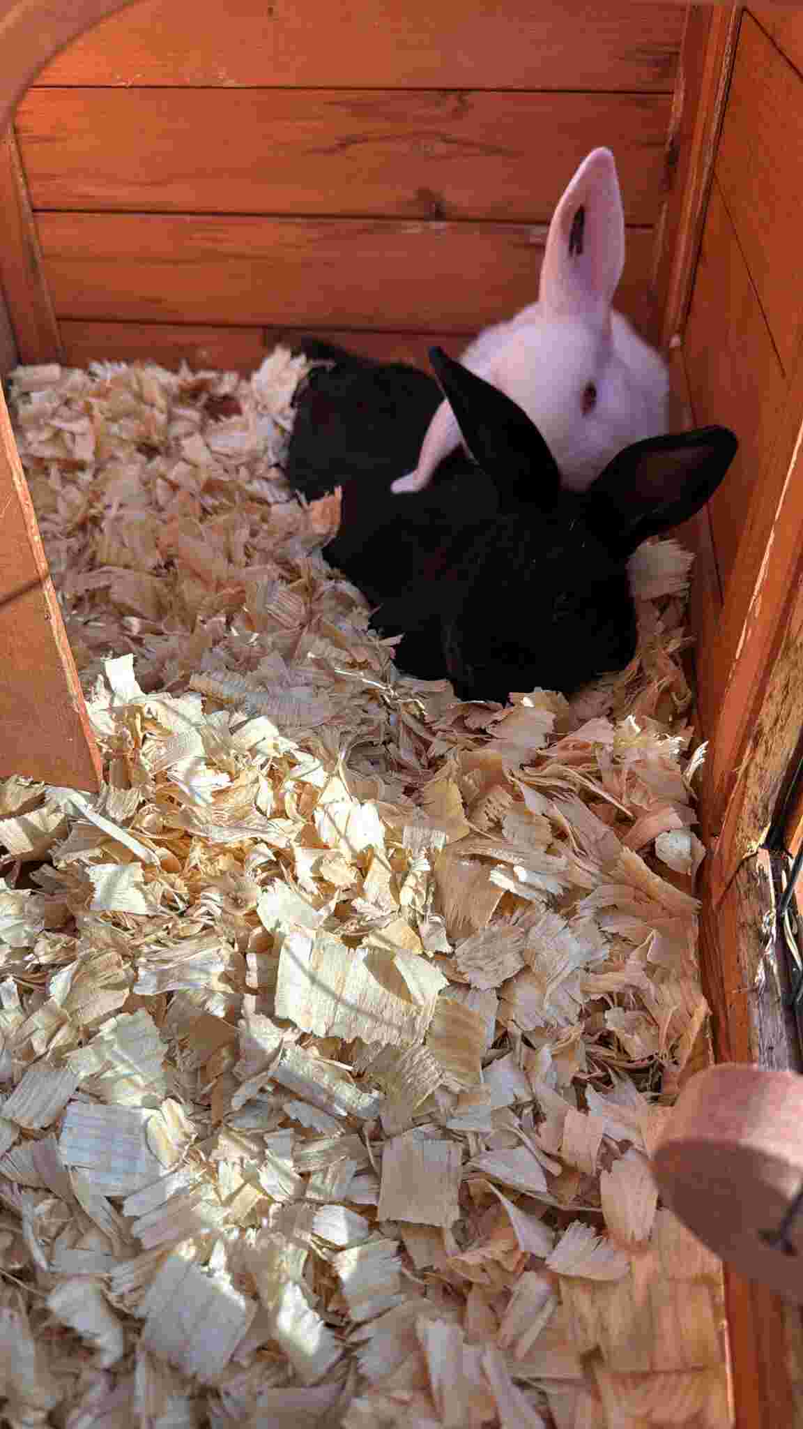 Rabbits