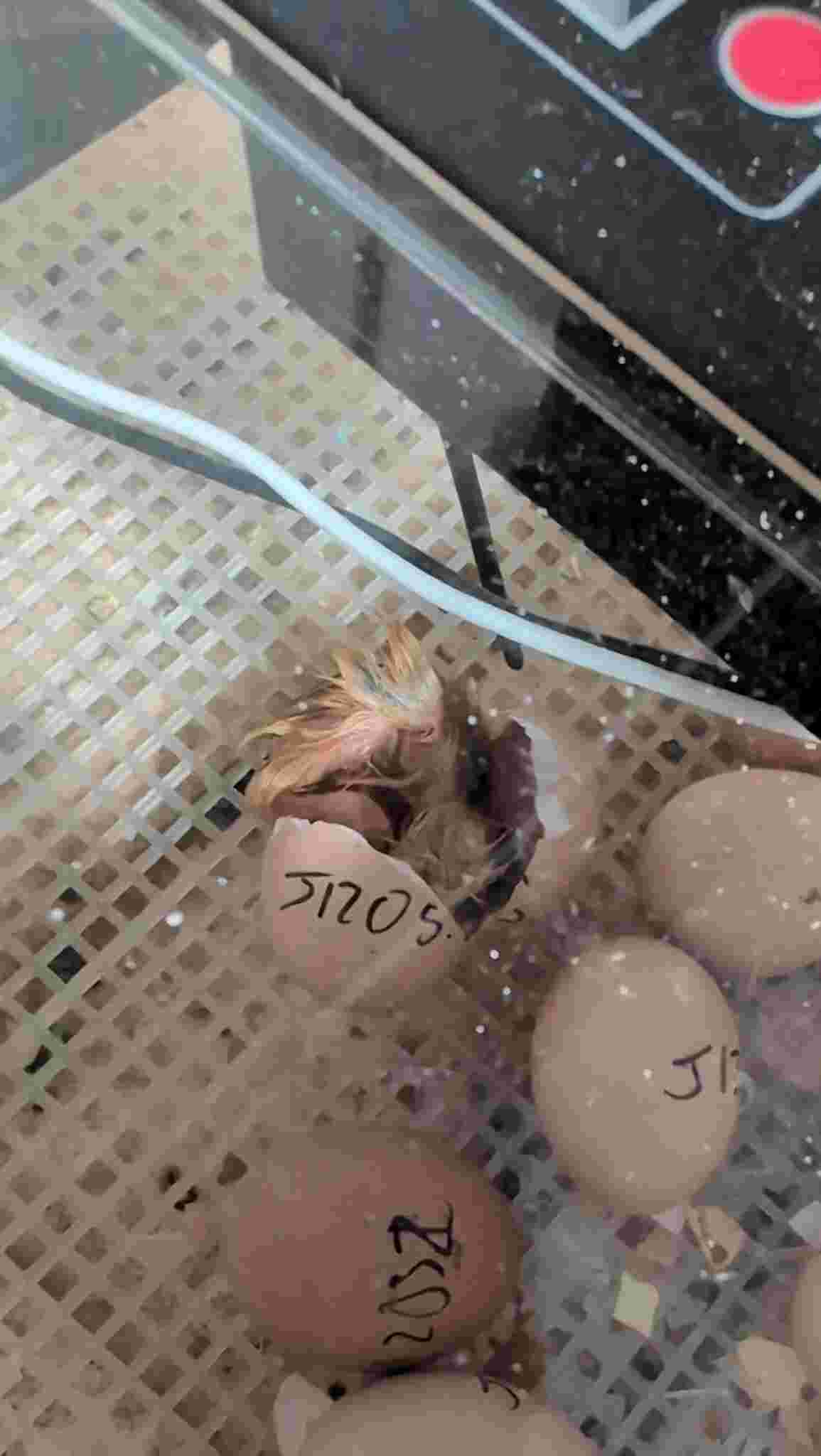 Chicks hatching