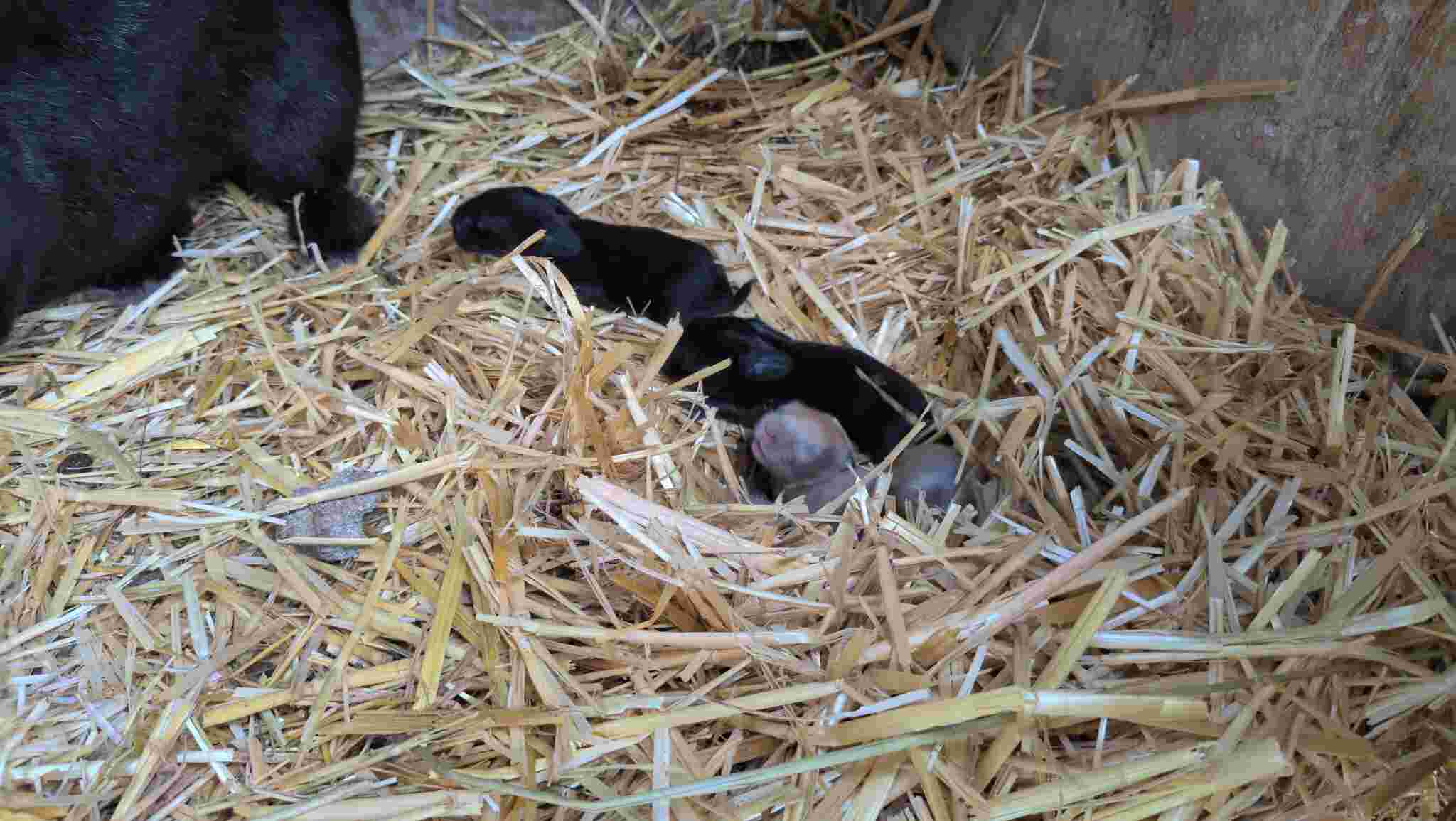 Babby rabbits